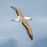 Southern, Australasian Gannet