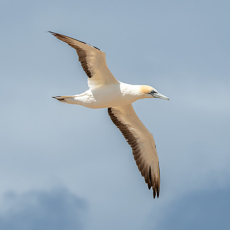 Southern, Australasian Gannet