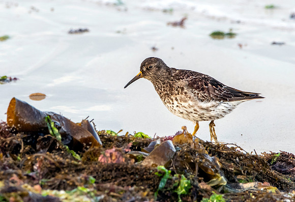 Purple sandpiper