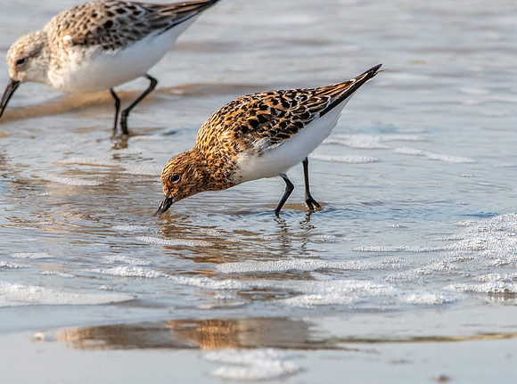 Sanderling