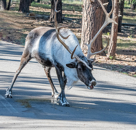 Finnish forest reindeer