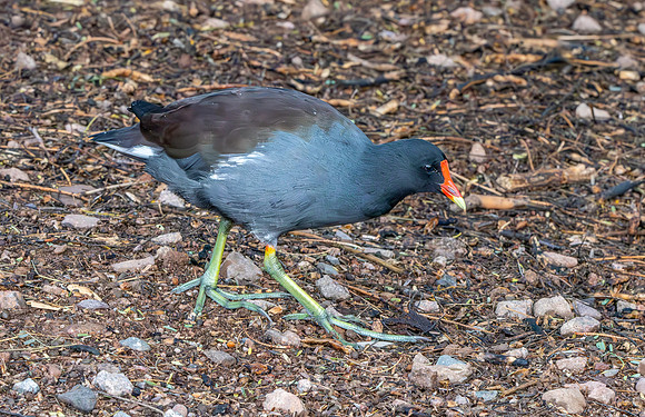 Common gallinule
