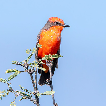 Vermillion flycatcher