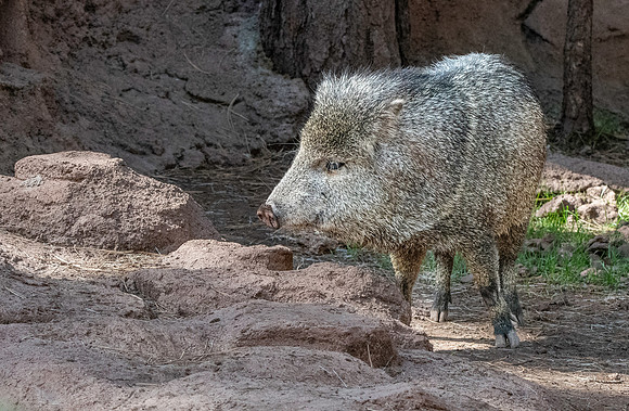 Javelina
