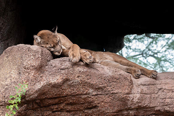 Mountain lion/ cougar/puma/panther