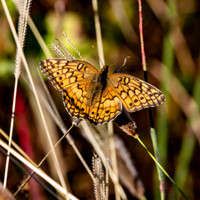 Variegated fritillary