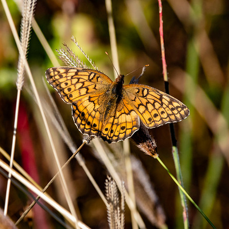 Variegated fritillary