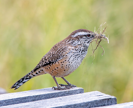 Cactus wren