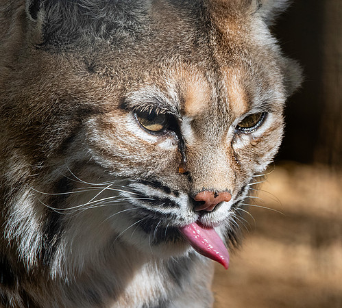 Bobcat