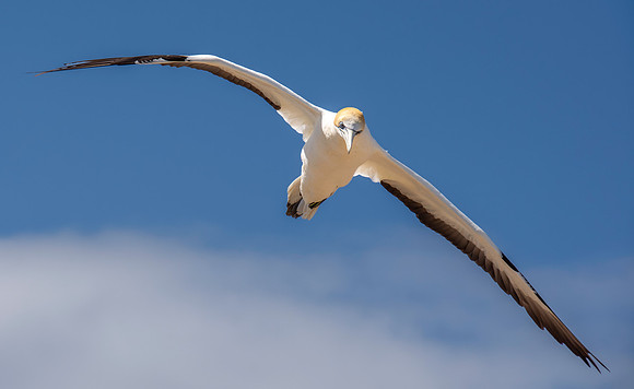 Southern, Australasian Gannet
