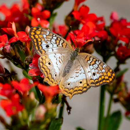 White peacock