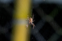 Cross orb weaver