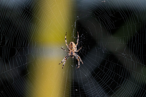 Cross orb weaver