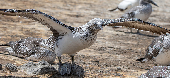 Southern, Australasian Gannet, immature