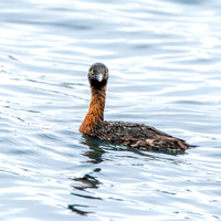 New Zealand dabchick