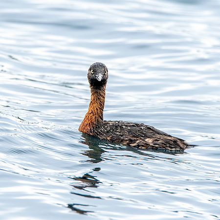 New Zealand dabchick