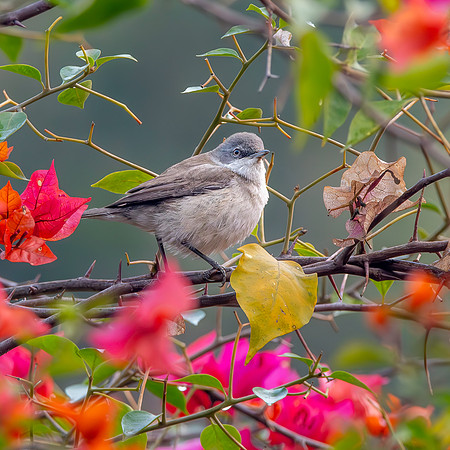 Lesser whitethroat
