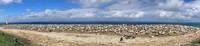 Southern, Australasian Gannet