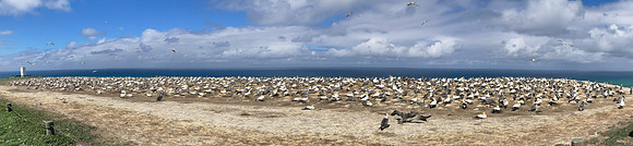 Southern, Australasian Gannet
