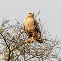 Long legged buzzard