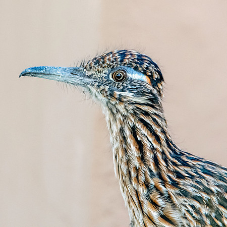 Greater roadrunner