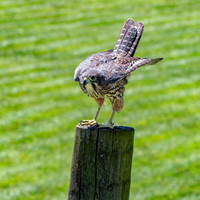 New Zealand falcon