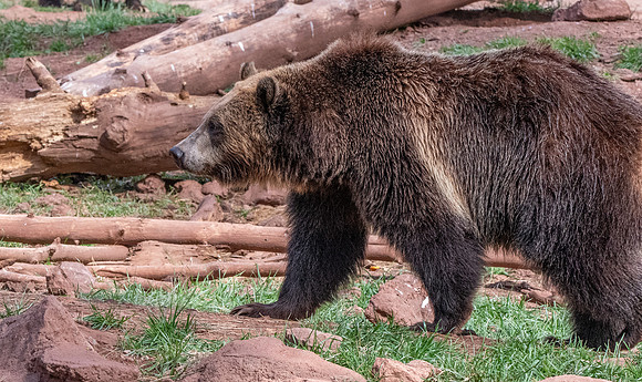 Grizzly bear