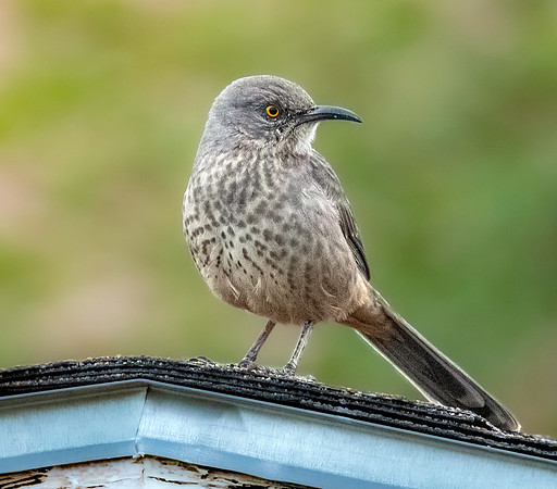 Bendire's thrasher
