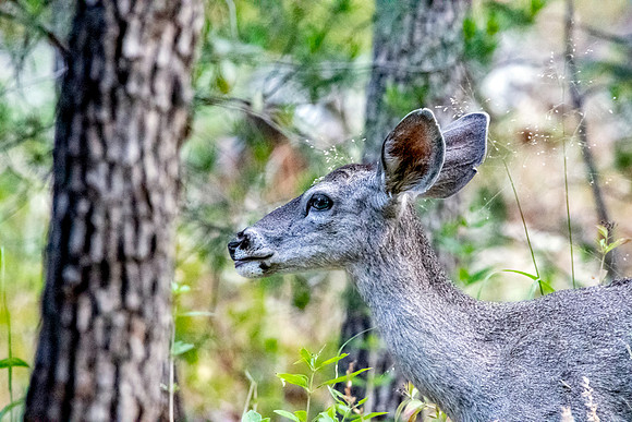 Mule deer