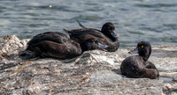 New Zealand scaup / pāpango