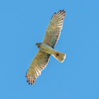 Swamp / Australasian harrier