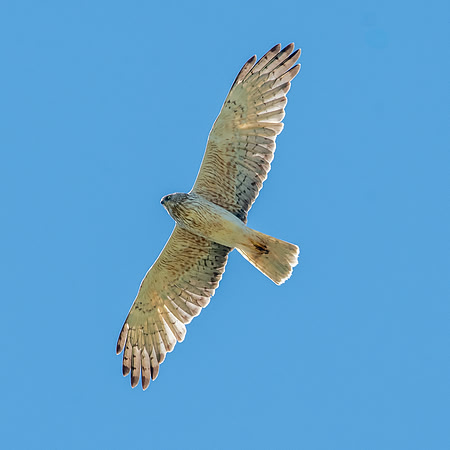 Swamp / Australasian harrier