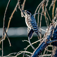 Ladder backed woodpecker, female