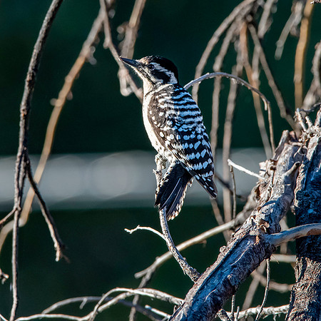 Ladder backed woodpecker, female