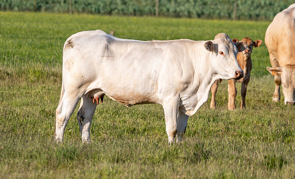 Blonde d'Aquitaine