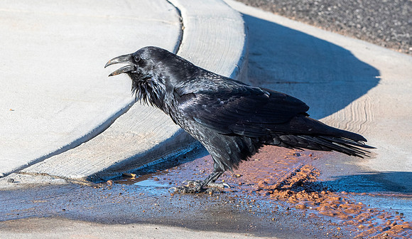 Raven