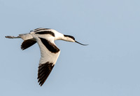 Pied avocet