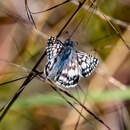 Chequered /checkered white