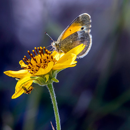 Dainty sulphur