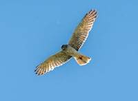Swamp / Australasian harrier