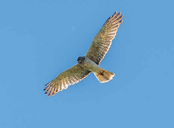 Swamp / Australasian harrier