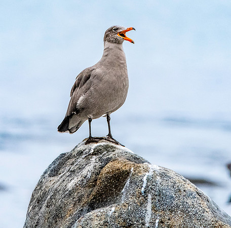 Heermann's Gull