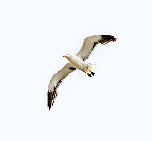 Kelp gull