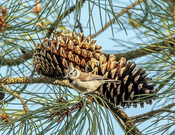 Crested tit