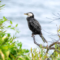 Little black shag / cormorant