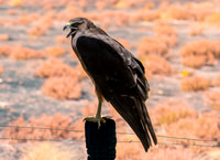 Swamp / Australasian harrier