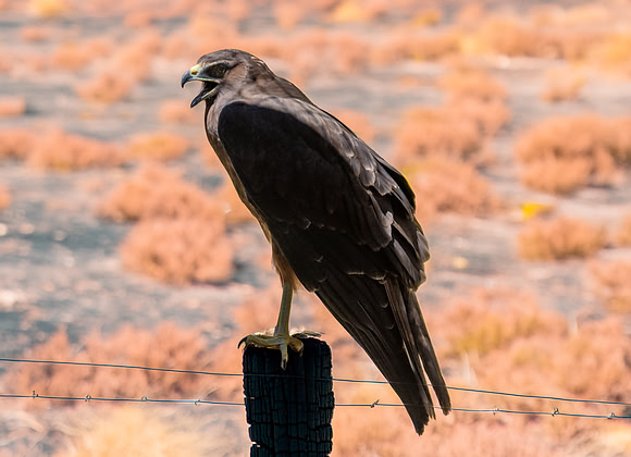 Swamp / Australasian harrier