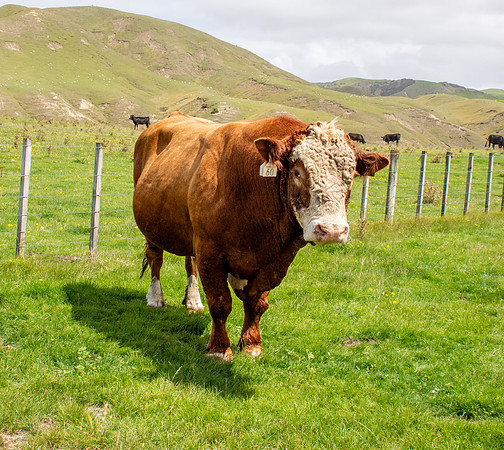 Simmental bull