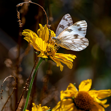 Chequered /checkered white