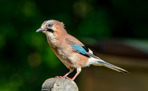 Eurasian Jay